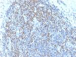 PAX5/BSAP (Early B-Cell Marker) Monoclonal Antibody (PAX5/3735), Biotin