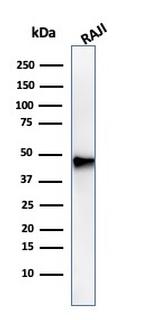 PAX5/BSAP Antibody in Western Blot (WB)