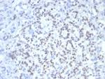 PAX6 (Stem Cell Marker) Monoclonal Antibody (PAX6/7708)
