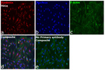Vimentin Antibody in Immunocytochemistry (ICC/IF)