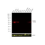 Vimentin Antibody