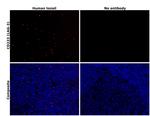 CD223 (LAG-3) Monoclonal Antibody (3DS223H), Alexa Fluor™ 647, eBioscience™