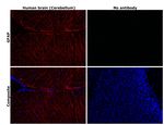 GFAP Antibody in Immunohistochemistry (Paraffin) (IHC (P))