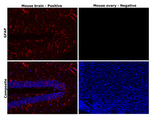 GFAP Antibody in Immunohistochemistry (Paraffin) (IHC (P))