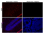 GFAP Antibody in Immunohistochemistry (Paraffin) (IHC (P))