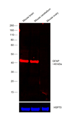 GFAP Antibody