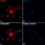 GFAP Monoclonal Antibody (2.2B10), Alexa Fluor™ 647, eBioscience™