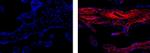 Collagen IV Monoclonal Antibody (1042), Alexa Fluor™ 647, eBioscience™