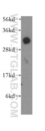 ICMT Antibody in Western Blot (WB)