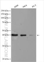 IST1 Antibody in Western Blot (WB)