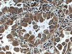 DUSP22 Antibody in Immunohistochemistry (Paraffin) (IHC (P))