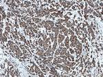 PTRH2 Antibody in Immunohistochemistry (Paraffin) (IHC (P))