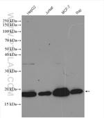 PTRH2 Antibody in Western Blot (WB)