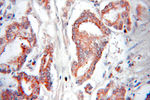 PTRH2 Antibody in Immunohistochemistry (Paraffin) (IHC (P))