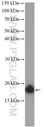 PTRH2 Antibody in Western Blot (WB)