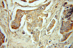 FABP7 Antibody in Immunohistochemistry (Paraffin) (IHC (P))