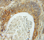 Fhl1 Antibody in Immunohistochemistry (Paraffin) (IHC (P))