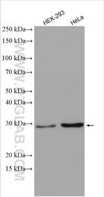 ACOT7L Antibody in Western Blot (WB)