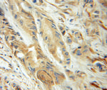 UBC9 Antibody in Immunohistochemistry (Paraffin) (IHC (P))