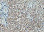 SEC61B Antibody in Immunohistochemistry (Paraffin) (IHC (P))
