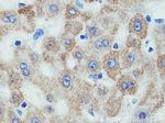 SEC61B Antibody in Immunohistochemistry (Paraffin) (IHC (P))