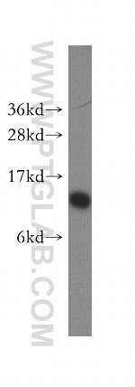SEC61B Antibody in Western Blot (WB)