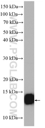 SEC61B Antibody in Western Blot (WB)