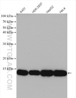 SEC61B Antibody in Western Blot (WB)