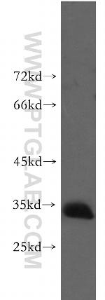 Prnd Antibody in Western Blot (WB)