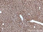 SLC25A6 Antibody in Immunohistochemistry (Paraffin) (IHC (P))