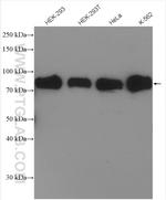 HSF1 Antibody in Western Blot (WB)
