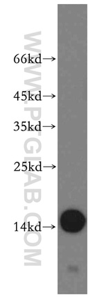 Fabp4 Antibody in Western Blot (WB)