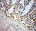 ELL Antibody in Immunohistochemistry (Paraffin) (IHC (P))