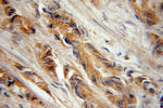 Galc Antibody in Immunohistochemistry (Paraffin) (IHC (P))