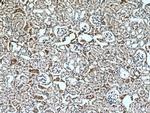 Myh9 Antibody in Immunohistochemistry (Paraffin) (IHC (P))