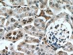 Myh9 Antibody in Immunohistochemistry (Paraffin) (IHC (P))