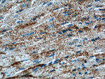 CRLS1 Antibody in Immunohistochemistry (Paraffin) (IHC (P))