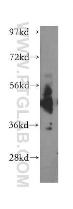 Cadm1 Antibody in Western Blot (WB)