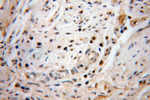 PHF6 Antibody in Immunohistochemistry (Paraffin) (IHC (P))