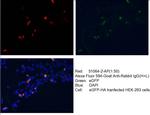 HA tag Antibody in Immunocytochemistry (ICC/IF)