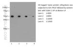 HA tag Antibody in Western Blot (WB)