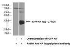 HA tag Antibody in Western Blot (WB)