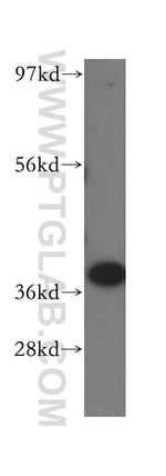 IkB alpha Antibody in Western Blot (WB)