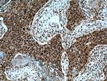 ERK1/2 Antibody in Immunohistochemistry (Paraffin) (IHC (P))