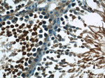 STAT4 Antibody in Immunohistochemistry (Paraffin) (IHC (P))