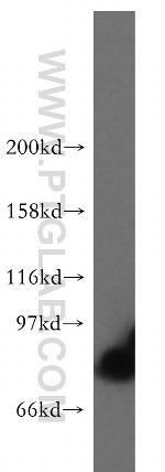 STAT4 Antibody in Western Blot (WB)