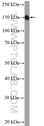 EGFR (C-terminal) Antibody in Western Blot (WB)
