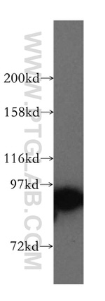 STAT5A Antibody in Western Blot (WB)