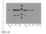 AKT1 Antibody in Western Blot (WB)