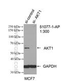 AKT1 Antibody in Western Blot (WB)